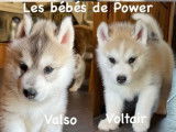 3 chiots mâles Huskies de Sibérie LOF à réserver