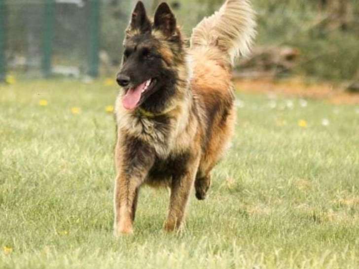 À vendre : une chienne Berger Belge Tervueren LOF