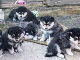 7 chiots Finnois de Laponie LOF à réserver