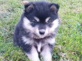 7 chiots Finnois de Laponie LOF à réserver