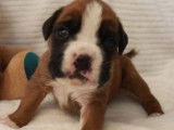À réserver : 7 chiots Boxers LOF