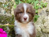 À vendre : des chiots Bergers Australiens LOF