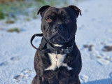Mâle Staffordshire Bull Terrier disponible pour saillie