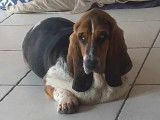 Un chien Basset Hound LOF à vendre