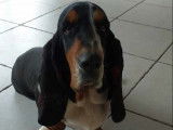 Un chien Basset Hound LOF à vendre