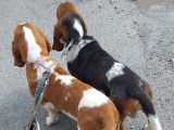 Un chien Basset Hound LOF à vendre