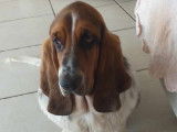 Un chien Basset Hound LOF à vendre