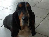 À vendre : une chienne Basset Hound LOF
