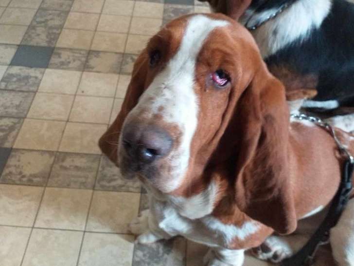 Disponible à la vente, une chienne Basset Hound LOF