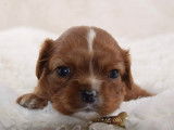 À réserver : 3 chiots femelles Cavaliers King Charles LOF