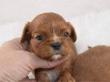 À réserver : 3 chiots femelles Cavaliers King Charles LOF