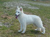 Un chiot femelle Berger Blanc Suisse LOF à vendre