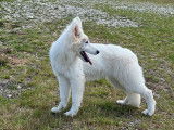 Un chiot femelle Berger Blanc Suisse LOF à vendre