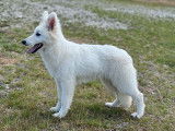 Un chiot femelle Berger Blanc Suisse LOF à vendre