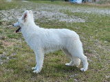 Un chiot femelle Berger Blanc Suisse LOF à vendre