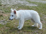 Un chiot femelle Berger Blanc Suisse LOF à vendre