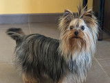 Une chienne Yorkshire Terrier LOF disponible à la vente
