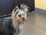 Une chienne Yorkshire Terrier LOF disponible à la vente