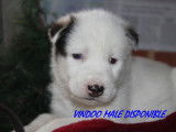 5 chiots Huskies de Sibérie LOF à réserver