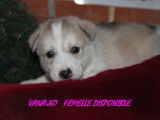 5 chiots Huskies de Sib&eacute;rie LOF &agrave; r&eacute;server