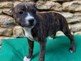 Des chiots Staffordshire Bull Terriers LOF disponibles à la vente