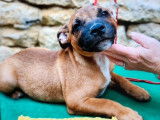 Des chiots Staffordshire Bull Terriers LOF disponibles à la vente