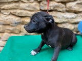 Des chiots Staffordshire Bull Terriers LOF disponibles à la vente