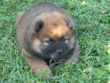 À réserver : 4 chiots femelles Eurasiers LOF