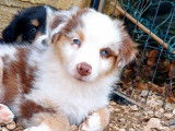 3 chiots mâles Bergers Américains Miniatures LOF à vendre
