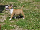 À vendre : un chiot mâle Bull Terrier Miniature LOF