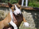 À vendre : un chiot mâle Bull Terrier Miniature LOF