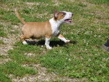 À vendre : un chiot mâle Bull Terrier Miniature LOF