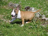 À vendre : un chiot mâle Bull Terrier Miniature LOF