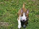 À vendre : un chiot mâle Bull Terrier Miniature LOF