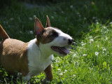 À vendre : un chiot mâle Bull Terrier Miniature LOF