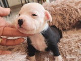 5 chiots Staffordshire Bull Terriers LOF disponibles à la réservation