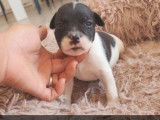 5 chiots Staffordshire Bull Terriers LOF disponibles à la réservation
