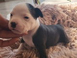 5 chiots Staffordshire Bull Terriers LOF disponibles à la réservation