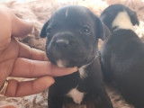 5 chiots Staffordshire Bull Terriers LOF disponibles à la réservation