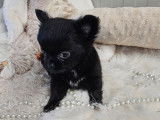 Disponible à la réservation un chiot Chihuahua mâle noir LOF