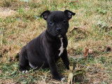 6 chiots Staffordshire Bull Terrier LOF noirs disponibles à la vente