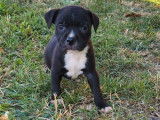 6 chiots Staffordshire Bull Terrier LOF noirs disponibles à la vente