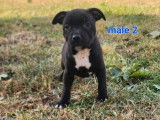 6 chiots Staffordshire Bull Terrier LOF noirs disponibles à la vente