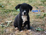 6 chiots Staffordshire Bull Terrier LOF noirs disponibles à la vente