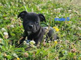6 chiots Staffordshire Bull Terrier LOF noirs disponibles à la vente