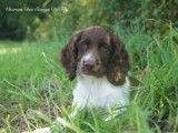 À vendre 2 chiots Springers Anglais mâles LOF bicolores