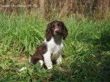 À vendre 2 chiots Springers Anglais mâles LOF bicolores