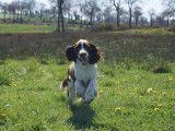 À vendre 2 chiots Springers Anglais mâles LOF bicolores