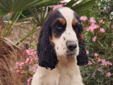 2 chiots Cockers Anglais mâles LOF disponible à l’achat