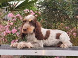 Disponibles à la vente 3 chiots mâles Cockers Anglais LOF